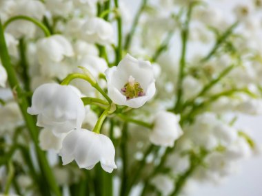 Beyaz arka planda parlak güneş ışığında izole edilmiş bir bukette vadideki Zambak 'ın (Convallaria majalis) tatlı kokulu, çan şeklinde beyaz çiçekleri. Zarif çiçek arkaplanı