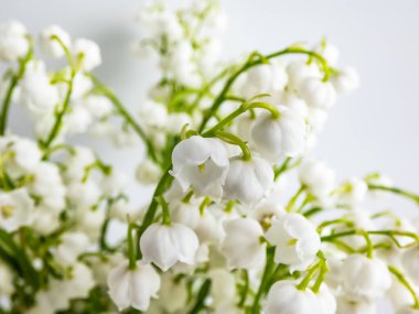 Beyaz arka planda parlak güneş ışığında izole edilmiş bir bukette vadideki Zambak 'ın (Convallaria majalis) tatlı kokulu, çan şeklinde beyaz çiçekleri. Zarif çiçek arkaplanı