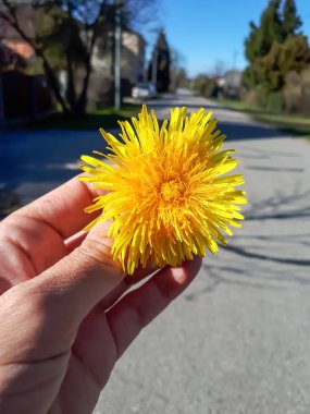 Macro shot of bright yellow dandelion (Lion's tooth) flower head in the hand of a person in summer with street background clipart