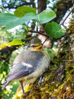 Beautiful, small Eurasian Blue Tit (Cyanistes caeruleus or Parus caeruleus) chick sitting on a tree in a park with green background