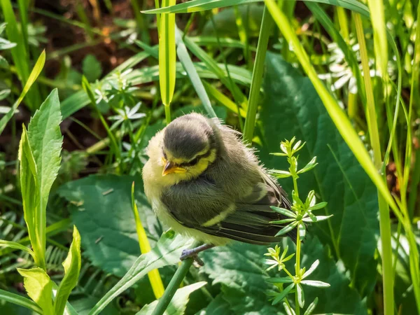 Beautiful, small Eurasian Blue Tit (Cyanistes caeruleus or Parus caeruleus) chick sitting in the grass with green background