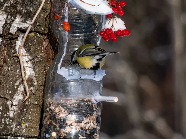 Great Tit Parus Major Visiting Bird Feeder Made Reused Plastic — Foto de Stock