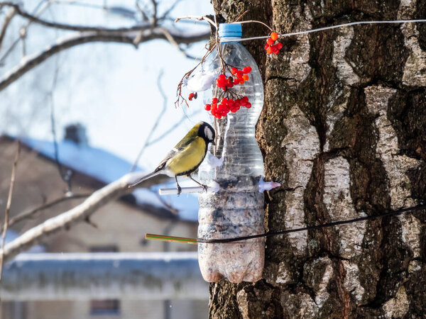 Great tit (Parus major) visiting bird feeder made from reused plastic bottle full with grains and sunflower seeds in a winter day. DIY feeder made from bottle, pencils, hot glue hanging in the tree