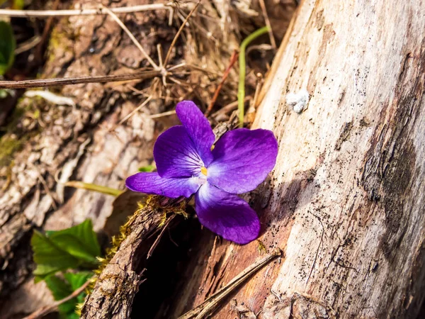 Early Spring Harbingers Dark Purple Flowers Sweet Violet Wood Violet — Stock Photo, Image