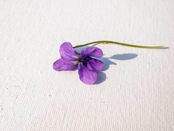 Erken bahar habercilerinin Macro çekimi - koyu mor çiçekler tatlı menekşe veya ahşap menekşe (Viola odorata) parlak güneş ışığı arka planında beyaz tuval üzerine izole edilmiş