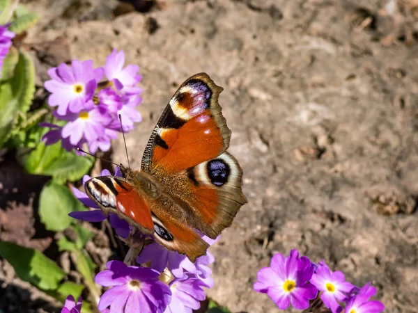 Macro Shot Beautiful Colourful Butterfly European Peacock Peacock Butterfly Aglais — Stock Photo, Image