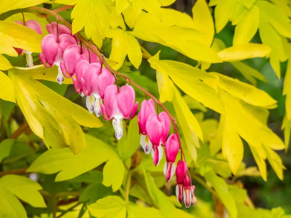 Blooms of the bleeding heart plant cultivar (Dicentra spectabilis) \'Gold Hearts\'. Brilliant gold leaves and peach-colored stems, heart-shaped rose-pink flowers with protruding white petals