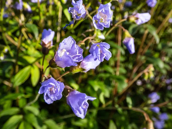 Красивый Синий Цветочный Фон Макроснимок Цветка Светло Сине Фиолетовыми Лепестками — стоковое фото