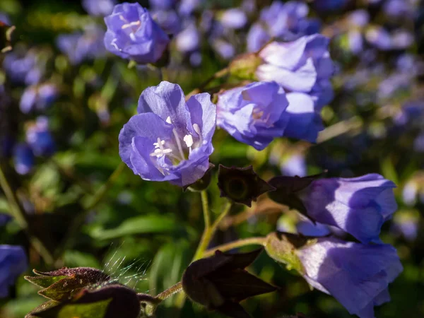 Όμορφο Μπλε Λουλουδάτο Φόντο Μακρό Πλάνο Της Ομάδας Των Λουλουδιών — Φωτογραφία Αρχείου