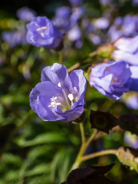 Vacker Blå Blommig Bakgrund Makro Skott Grupp Blommor Med Ljusblå — Stockfoto