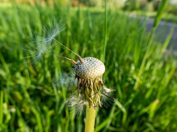 크로는 잔디를 배경으로 초원에 민들레 사자의 머리에 외로운 씨앗을 사진으로 — 스톡 사진