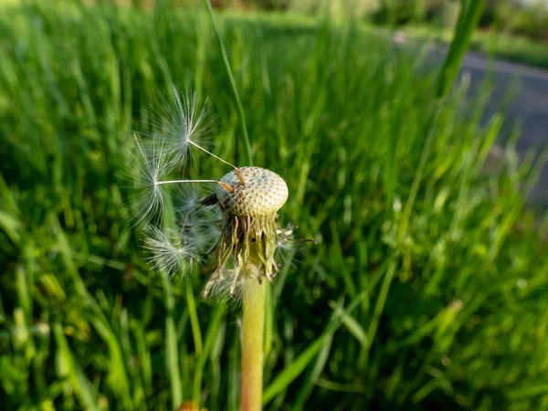 Macro Disparo Dos Semillas Solitarias Que Quedan Diente León Diente —  Fotos de Stock