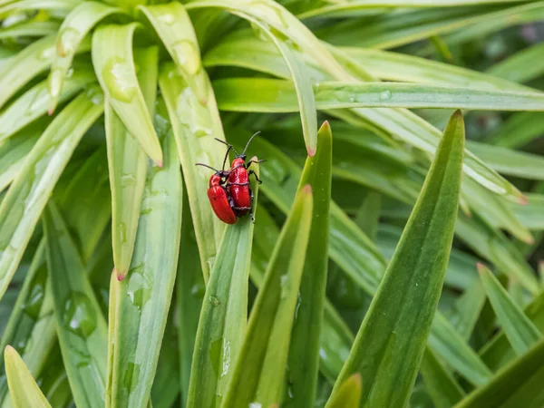 Macro Lövés Két Felnőtt Skarlát Liliombogár Lilioceris Lilii Pár Párzás — Stock Fotó