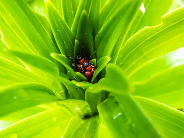 庭の緑のユリの植物の真ん中で2匹の成虫の緋色のユリの甲虫 Lilioceris Lililirii のペアの交配のマクロショット メスの背中の上を這うオスの交尾行動 — ストック写真