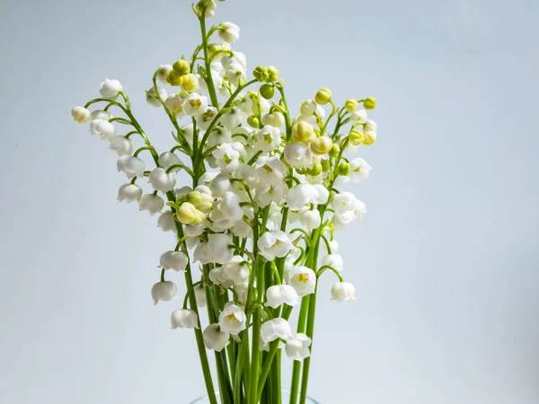 Bouquet Lily Valley Isolated White Background Bright Sunlight Delicate Floral — Stock Photo, Image