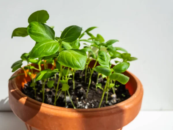Macro shot of fresh green organic basil plants growing in a brown pot on the window sill in bright sunlight isolated on white background.