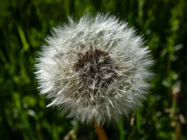 Macro Shot Van Enkele Paardebloem Leeuwentand Hoofd Met Zaden Pappus — Stockfoto