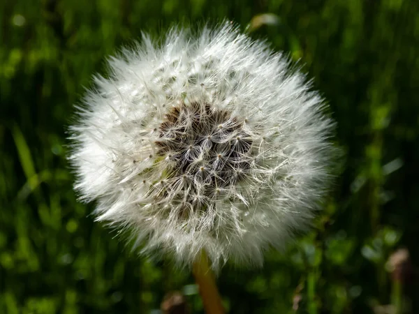 Μακρο Πλάνο Του Κεφαλιού Λουλούδι Single Dandelion Δόντι Λιονταριού Σπόρους — Φωτογραφία Αρχείου