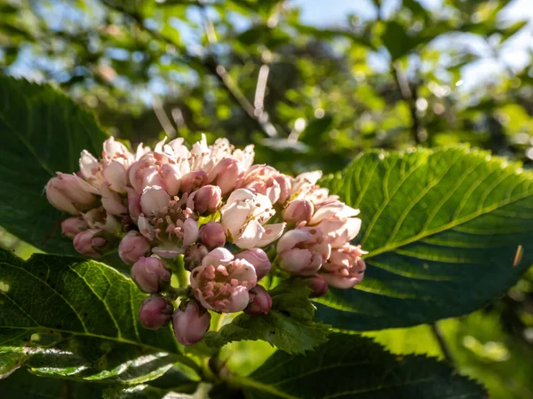 Schöne Makroaufnahme Von Rosa Und Weißen Blüten Des Strauches Sorbus — Stockfoto