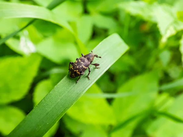 Büyük çam bitinin (Hylobius abietis) bir çim uçlu üzerinde makro çekimi. Özellikle çam ve ladin (Picea cinsi) tohumları için zararlı bir böcektir. Yetişkin buğday bitleri fidelerin kabuğunu yerler.