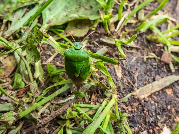 Makro Strzał Common Green Shieldbug Palomena Prasina Ziemi Między Roślinnością — Zdjęcie stockowe