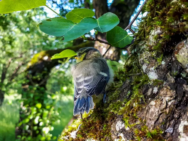 Beautiful Small Eurasian Blue Tit Cyanistes Caeruleus Parus Caeruleus Chick — Foto de Stock