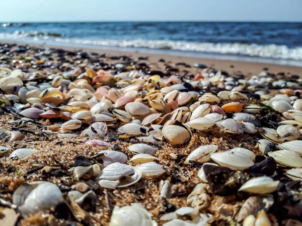 Baltık Denizi sahilinin kumlarında küçük beyaz ve pembe deniz kabuklarının birikmesi görülebilir su ufkunun ve arka planda dalgaların oluşması. Deniz manzarası