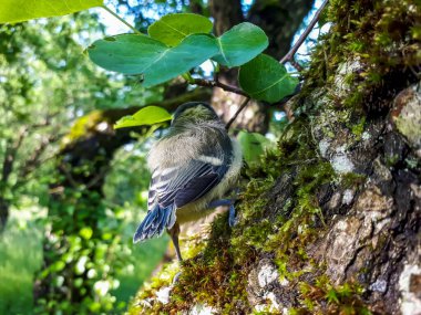 Beautiful, small Eurasian Blue Tit (Cyanistes caeruleus or Parus caeruleus) chick sitting on a tree in a park with green background
