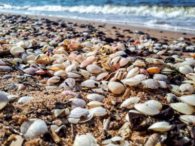 Baltık Denizi 'nin kumsalında görünen su ve arka planda dalgalar olan küçük beyaz ve pembe deniz kabukları birikmiş. Deniz manzarası