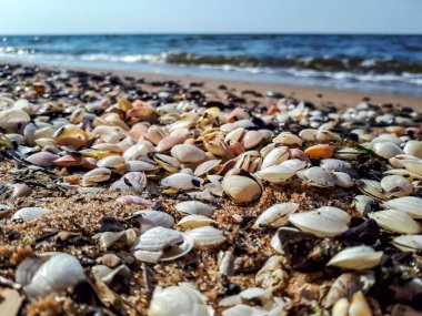 Baltık Denizi sahilinin kumlarında küçük beyaz ve pembe deniz kabuklarının birikmesi görülebilir su ufkunun ve arka planda dalgaların oluşması. Deniz manzarası