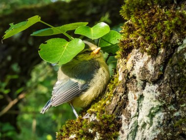 Beautiful, small Eurasian Blue Tit (Cyanistes caeruleus or Parus caeruleus) chick sitting on a tree in a park with green background