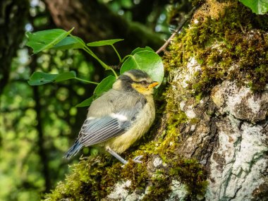 Beautiful, small Eurasian Blue Tit (Cyanistes caeruleus or Parus caeruleus) chick sitting on a tree in a park with green background