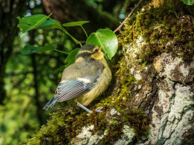 Beautiful, small Eurasian Blue Tit (Cyanistes caeruleus or Parus caeruleus) chick sitting on a tree in a park with green background