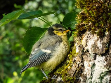 Beautiful, small Eurasian Blue Tit (Cyanistes caeruleus or Parus caeruleus) chick sitting on a tree in a park with green background