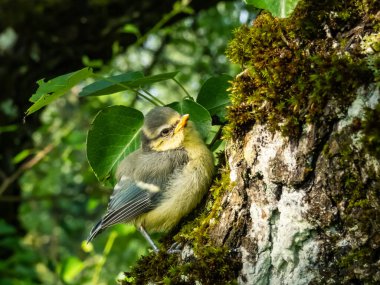 Beautiful, small Eurasian Blue Tit (Cyanistes caeruleus or Parus caeruleus) chick sitting on a tree in a park with green background