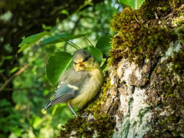 Beautiful, small Eurasian Blue Tit (Cyanistes caeruleus or Parus caeruleus) chick sitting on a tree in a park with green background