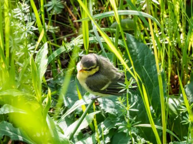 Beautiful, small Eurasian Blue Tit (Cyanistes caeruleus or Parus caeruleus) chick sitting in the grass with green background