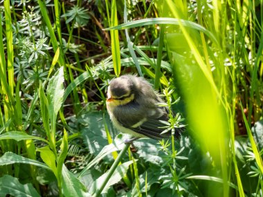 Beautiful, small Eurasian Blue Tit (Cyanistes caeruleus or Parus caeruleus) chick sitting in the grass with green background