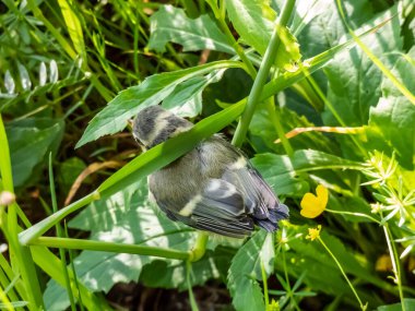 Beautiful, small Eurasian Blue Tit (Cyanistes caeruleus or Parus caeruleus) chick sitting in the grass with green background