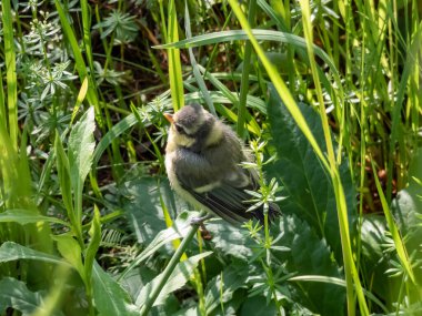 Beautiful, small Eurasian Blue Tit (Cyanistes caeruleus or Parus caeruleus) chick sitting in the grass with green background