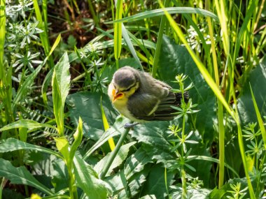 Beautiful, small Eurasian Blue Tit (Cyanistes caeruleus or Parus caeruleus) chick sitting in the grass with green background