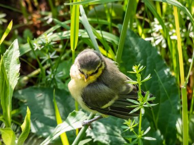 Beautiful, small Eurasian Blue Tit (Cyanistes caeruleus or Parus caeruleus) chick sitting in the grass with green background