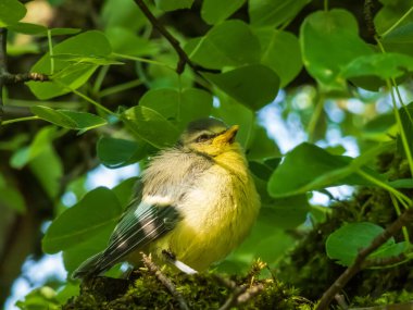 Beautiful, small Eurasian Blue Tit (Cyanistes caeruleus or Parus caeruleus) chick sitting on a tree in a park with green background
