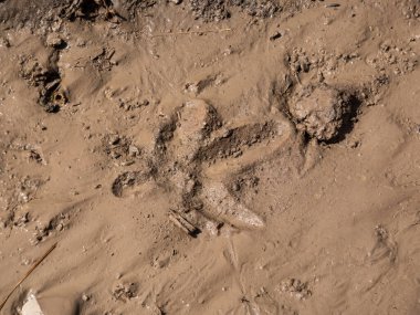 Yaygın vinç (Grus grus) tek ayak izi yakın çekim Islak, kahverengi, çamur hendekte yürüdükten sonra ilkbaharda tarlanın yakınında