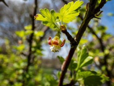 Güzel, detaylı bektaşi üzümü (Ribes uva-crispa) yeşil ve kırmızı çiçekli, bulanık, bokeh arkaplanlı bir dal. Sığ alan derinliği