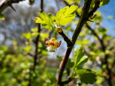 Güzel, detaylı bektaşi üzümü (Ribes uva-crispa) yeşil ve kırmızı çiçekli, bulanık, bokeh arkaplanlı bir dal. Sığ alan derinliği