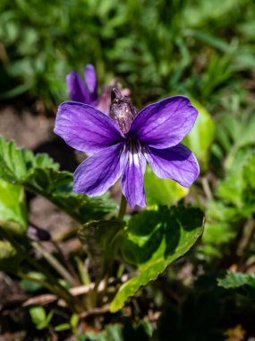 Yeşil yapraklar arasında tek bir mor bataklık çiçeği (Viola uliginosa).