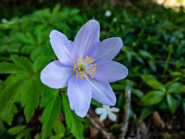 Tek bir yay şakayığı - Anemone nemorosa Allenii - büyük, harika lavanta mavisi veya gümüşi, yedi yapraklı (James Allen 'dan sonra isimlendirilmiş), bulanık yeşil ve koyu arkaplan