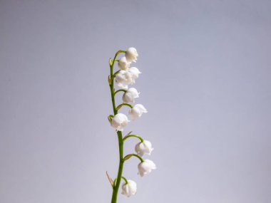 Vadideki Zambak 'ın (Convallaria majalis) tatlı kokulu, çan şeklinde beyaz çiçekleri parlak güneş ışığında beyaz arka planda izole edilmiş yakın çekim makro çekimi. Zarif çiçek arkaplanı