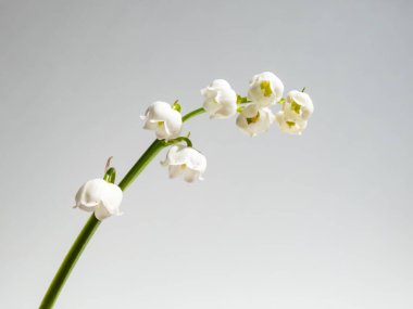 Vadideki Zambak 'ın (Convallaria majalis) tatlı kokulu, çan şeklinde beyaz çiçekleri parlak güneş ışığında beyaz arka planda izole edilmiş yakın çekim makro çekimi. Zarif çiçek arkaplanı